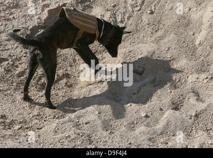 A military working dog searches an area for simulated explosives. Stock Photo