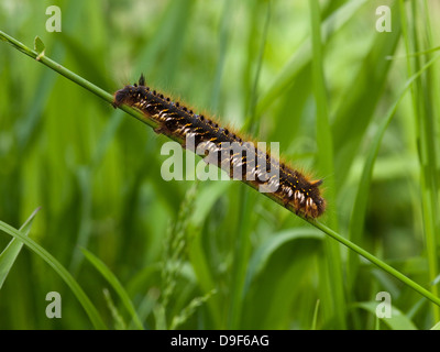 A drinker moth caterpillar, Latin name Philudoria potatoria on a green grass stem Stock Photo