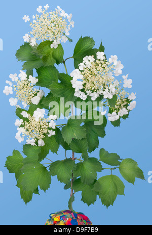 Branch of white spring guelder-rose flowers isolated on sky blue cyan background Stock Photo