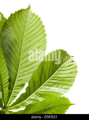Macro photo of chestnut leaf fragment isolated on white Stock Photo