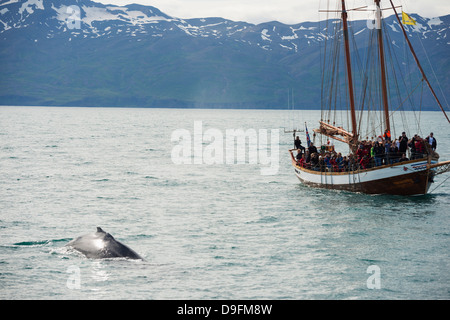 Whale watching tour, Husavik, Northern Region, Iceland, Polar Regions Stock Photo