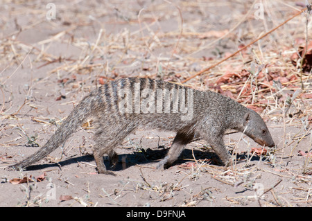 Banded mongoose (Mungos mungo), Chobe National Park, Botswana, Africa Stock Photo