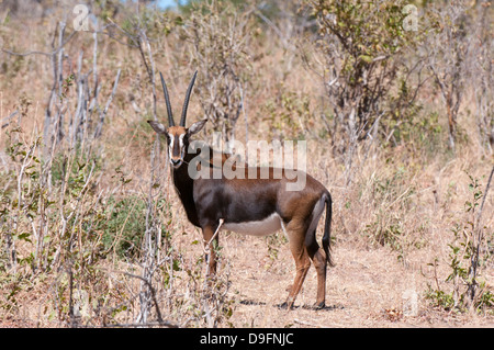 Sable antelope (Hippotragus niger), Chobe National Park, Botswana, Africa Stock Photo