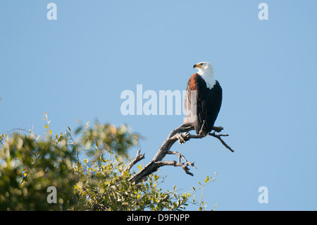 African fish eagle (Haliaeetus vocifer), Chobe National Park, Botswana, Africa Stock Photo