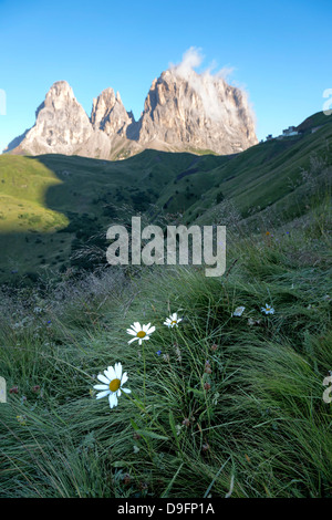 Wild flowers and the dramatic Sassolungo mountains in the Dolomites near Canazei, Trentino-Alto Adige, Italy Stock Photo