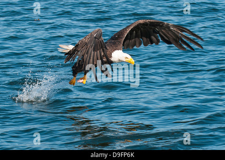 Bald eagle (Haliaeetus leucocephalus) near Prince Rupert, British Columbia, Canada Stock Photo