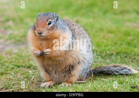 Columbian ground squirrel (Spermophilus columbianus), Barkersville, British Columbia, Canada Stock Photo