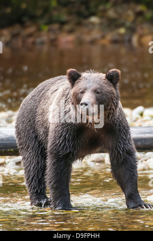 Brown or grizzly bear (Ursus arctos) fishing for salmon in Great Bear Rainforest, British Columbia, Canada Stock Photo