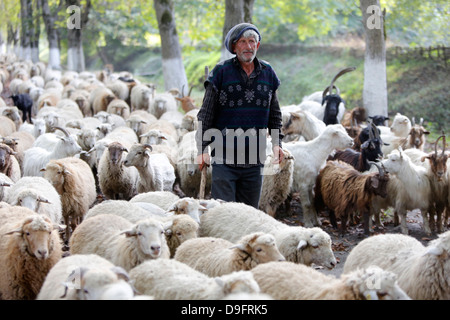 Shepherd and flock in Sheki province, Azerbaijan, Central Asia Stock Photo