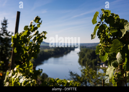 Vines above the Main valley, Franconia, Bavaria, Germany Stock Photo