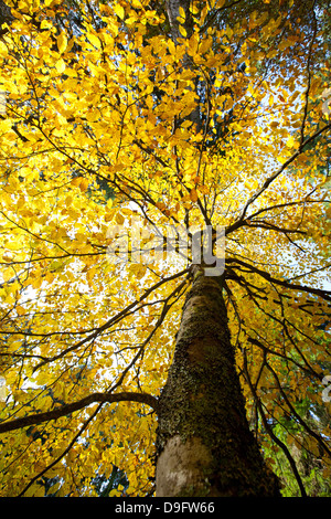 Beech leaves with autumn colours in the Cansiglio forest, Belluno, Veneto, Italy Beech leaves with autumn colours in the Cansiglio forest, Belluno, Veneto, Italy