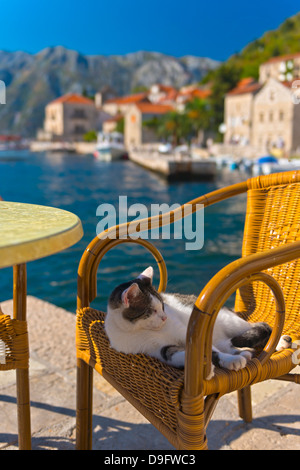 Waterside cafe and cat, Perast, Bay of Kotor, UNESCO World Heritage Site, Montenegro Stock Photo