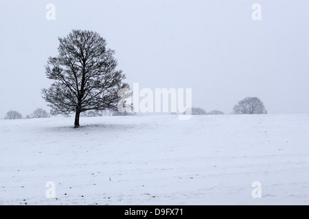 Snowy landscape with trees, Broadwell, Gloucestershire, Cotswolds, England, UK Stock Photo