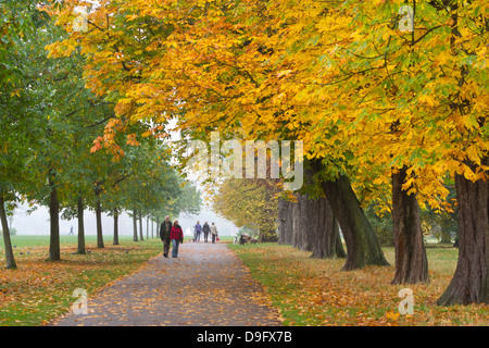 Autumnal trees, Hyde Park, London, England, UK Stock Photo