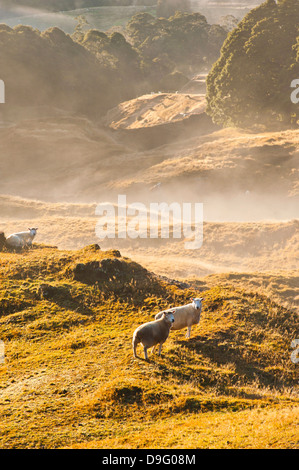 Canaan Downs Scenic Reserve at sunrise, Abel Tasman National Park, South Island, New Zealand Stock Photo