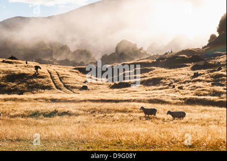 Canaan Downs Scenic Reserve at sunrise, Abel Tasman National Park, South Island, New Zealand Stock Photo