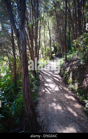 Forest path in the rainforest surrounding Pupu Springs, Golden Bay, Tasman Region, South Island, New Zealand Stock Photo