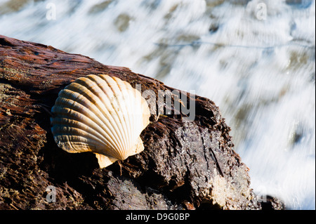 Shell on Pohara Beach, Golden Bay, South Island, New Zealand Stock Photo