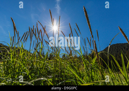 Sun shining through grass on Chichagof Island, Southeast Alaska, USA Stock Photo