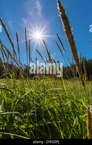 Sun shining through grass on Chichagof Island, Southeast Alaska, USA Stock Photo