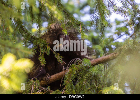 Adult porcupine (Erethizon dorsatum) foraging near Mendenhall Glacier, Southeast Alaska, USA Stock Photo