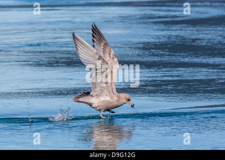 Juvenile glaucous-winged gull (Larus glaucescens), Inian Pass, Southeast Alaska, USA Stock Photo