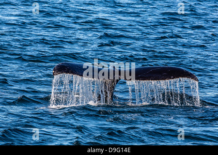 Adult humpback whale (Megaptera novaeangliae) flukes-up dive, Snow Pass, Southeast Alaska, USA Stock Photo