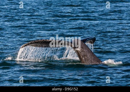 Adult humpback whale (Megaptera novaeangliae) flukes-up dive, Snow Pass, Southeast Alaska, USA Stock Photo