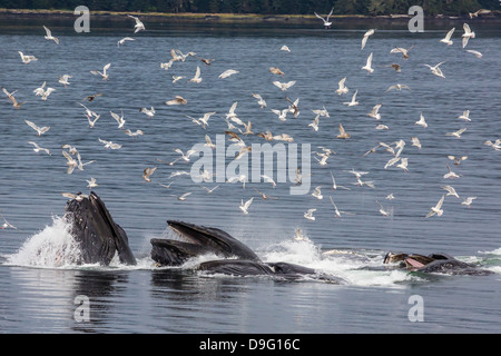 Adult humpback whales (Megaptera novaeangliae) co-operatively bubble-net feeding, Snow Pass, Southeast Alaska, USA Stock Photo