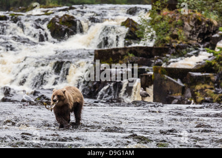 Young brown bear (Ursus arctos) fishing for pink salmon at low tide in Pavlof Harbour, Chichagof Island, Southeast Alaska, USA Stock Photo