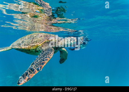 Green sea turtle (Chelonia mydas) underwater with snorkeler, Maui, Hawaii, United States of America