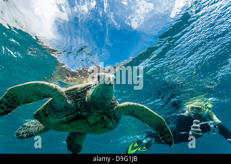Green sea turtle (Chelonia mydas) underwater with snorkeler, Maui, Hawaii, United States of America Stock Photo