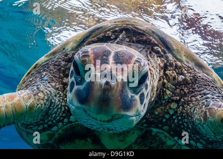 Green sea turtle (Chelonia mydas) underwater, Maui, Hawaii, United States of America Stock Photo