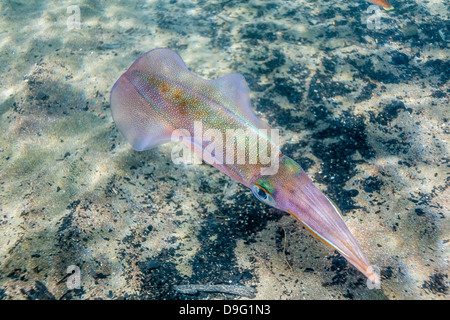 Oval squid (Sepioteuthis lessoniana), Honolua Bay, West Maui, Hawaii, United States of America Stock Photo