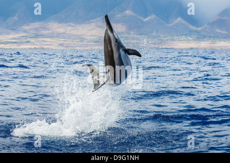 Hawaiian spinner dolphin (Stenella longirostris), AuAu Channel, Maui, Hawaii, United States of America