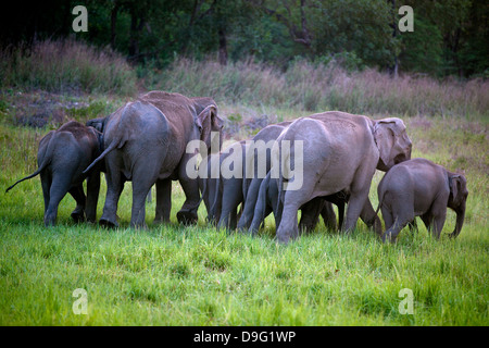 Elephant herd in Jim Corbett National Park Stock Photo