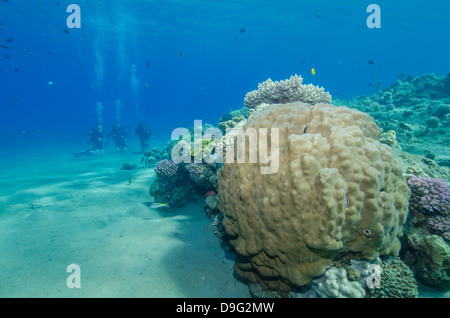 Coral reef and three scuba divers, Naama Bay, Sharm el-Sheikh, Red Sea, Egypt, Africa Stock Photo