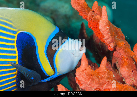 Emperor angelfish (Pomacanthus imperator) close-up, Naama Bay, off Sharm el-Sheikh, Sinai, Red Sea, Egypt, Africa Stock Photo