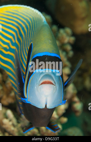 Emperor angelfish (Pomacanthus imperator) close-up, Naama Bay, off Sharm el-Sheikh, Sinai, Red Sea, Egypt, Africa Stock Photo