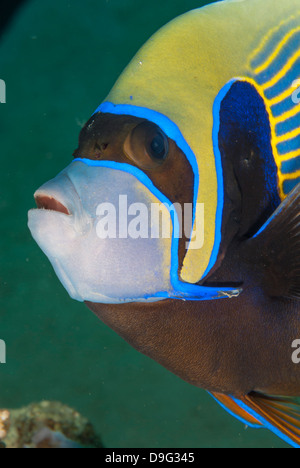 Emperor angelfish  (Pomacanthus imperator) close-up, Naama Bay, off Sharm el-Sheikh, Sinai, Red Sea, Egypt, Africa Stock Photo