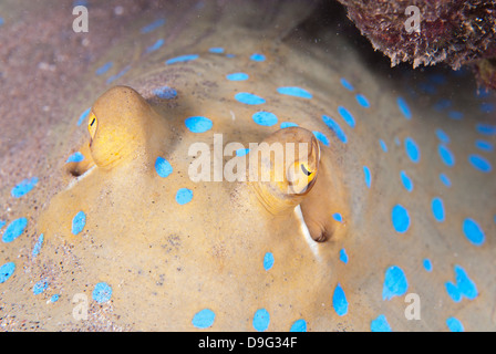 Close-up of eyes of a bluespotted stingray (Taeniura lymma), Naama Bay, off Sharm el-Sheikh, Sinai, Red Sea, Egypt, Africa Stock Photo