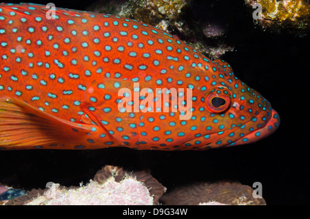 Red Sea coral grouper (Plectropomus pessuliferus) close-up, Ras Mohammed National Park, Sinai, Red Sea, Egypt, Africa Stock Photo