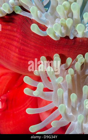 Close-up of mantle of magnificent anemone (Heteractis magnifica), Ras Mohammed National Park, Sinai, Red Sea, Egypt, Africa Stock Photo
