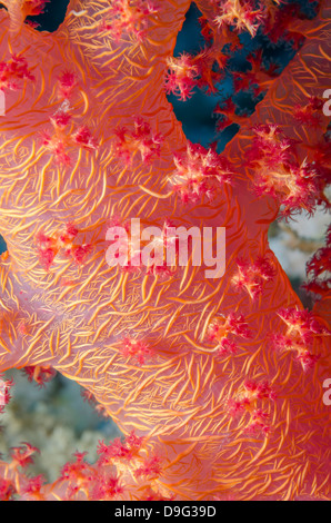 Pink Soft Broccoli coral, Macro of stem and branches, Ras Mohammed National Park, Sinai, Egypt, Red Sea, Egypt, Africa Stock Photo