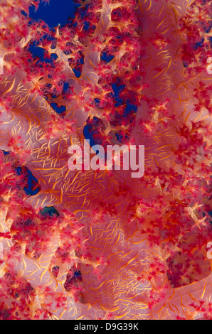 Macro shot of stem and branches of pink soft broccoli coral, Ras Mohammed National Park, Sinai, Red Sea, Egypt, Africa Stock Photo