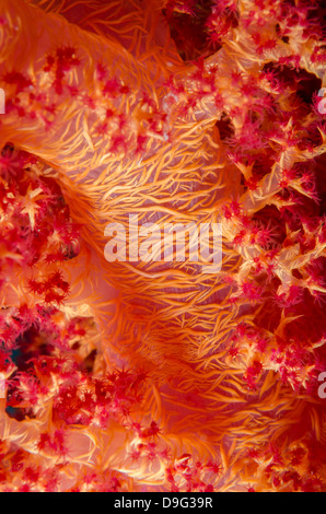 Macro shot of stem and branches of orange soft broccoli coral, Ras Mohammed National Park, Sinai, Red Sea, Egypt, Africa Stock Photo