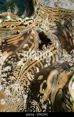 Common giant clam (Tridacna maxima) macro, Ras Mohammed National Park, off Sharm el-Sheikh, Sinai, Red Sea, Egypt, Africa Stock Photo