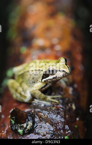 Close-up of a European common frog (Rana temporaria) sitting on a log, North Brabant, The Netherlands Stock Photo