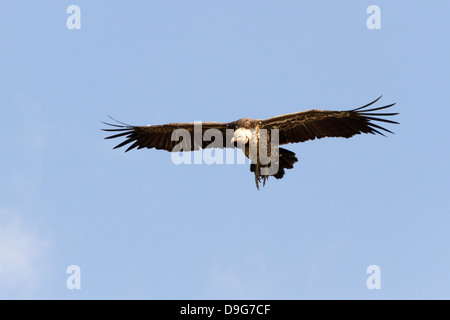 Rueppell’s griffon (Gyps rueppellii) vulture flying against a blue sky, Masai Mara, Kenya, Africa Stock Photo