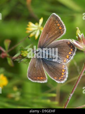 Detailed macro image of brownish  female Common Blue (Polyommatus icarus) butterfly Stock Photo